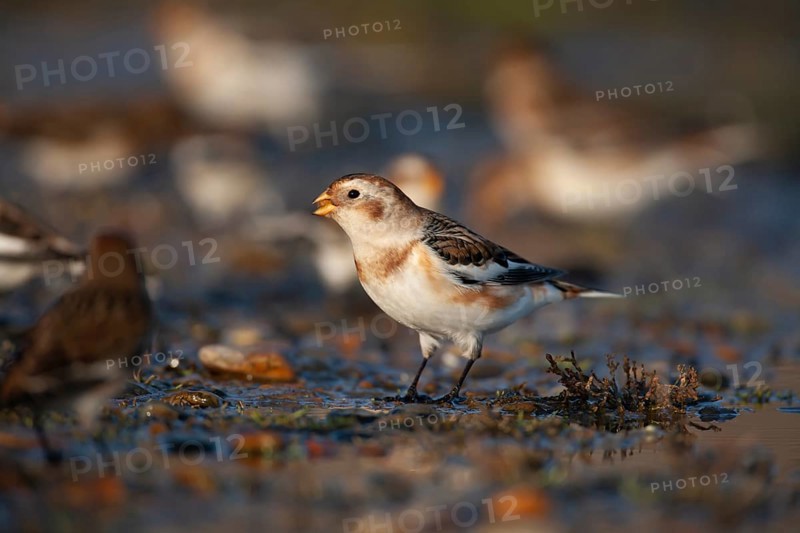 Snow bunting (Plectrophenax nivalis) adult bird feeding with a flock on a shingle beach in winter, Norfolk, England, United Kingdom