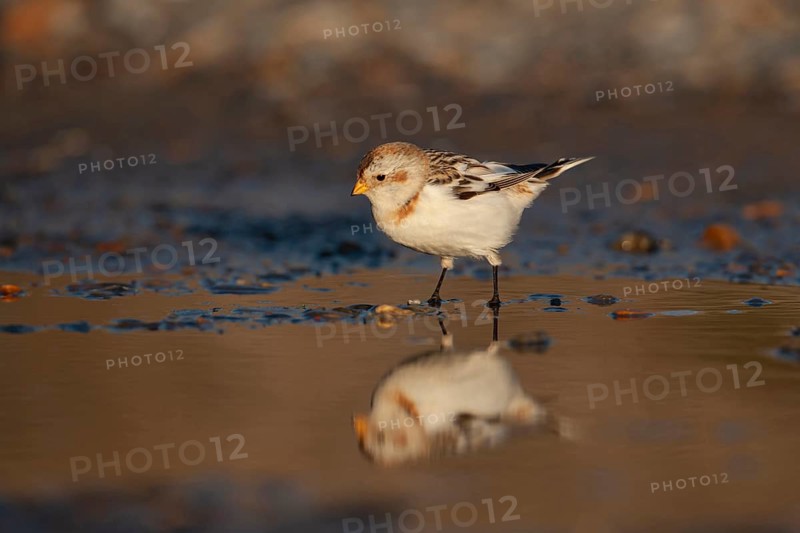 Snow bunting (Plectrophenax nivalis) adult bird at a shallow puddle on a beach in winter, Norfolk, England, United Kingdom
