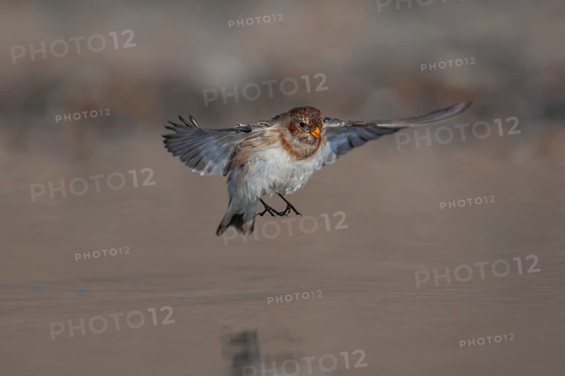 Snow bunting (Plectrophenax nivalis) adult bird in flight over a shallow puddle on a beach in winter, Norfolk, England, United Kingdom