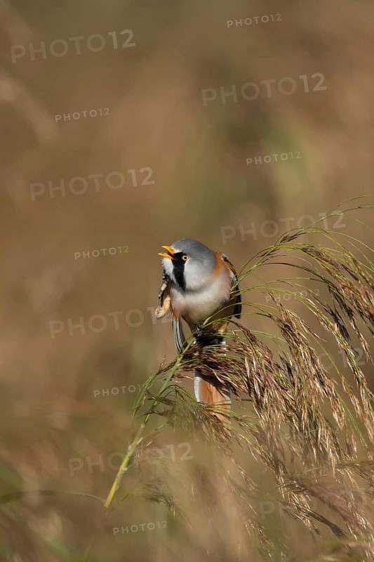 Bearded tit or reedling (Panurus biarmicus) adult male bird preening on a reed flower head in a reedbed in summer, RSPB Strumpshaw fen nature reserve, Norfolk, England, United Kingdom