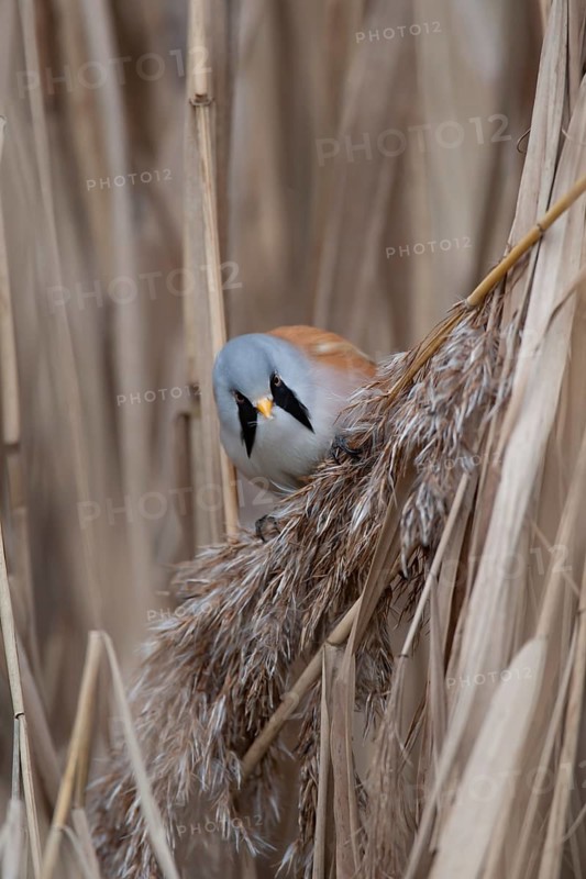 Bearded tit or reedling (Panurus biarmicus) adult male bird feeding on a reed seedhead in a reedbed in winter, Norfolk, England, United Kingdom