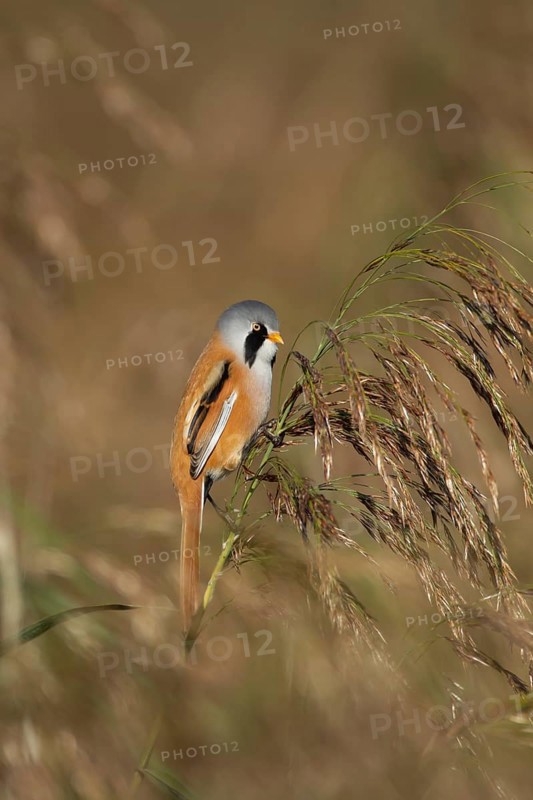 Bearded tit or reedling (Panurus biarmicus) adult male bird on a reed flower head in a reedbed in summer, RSPB Strumpshaw fen nature reserve, Norfolk, England, United Kingdom