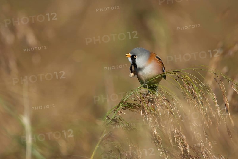 Bearded tit or reedling (Panurus biarmicus) adult male bird preening on a reed flower head in a reedbed in summer, RSPB Strumpshaw fen nature reserve, Norfolk, England, United Kingdom
