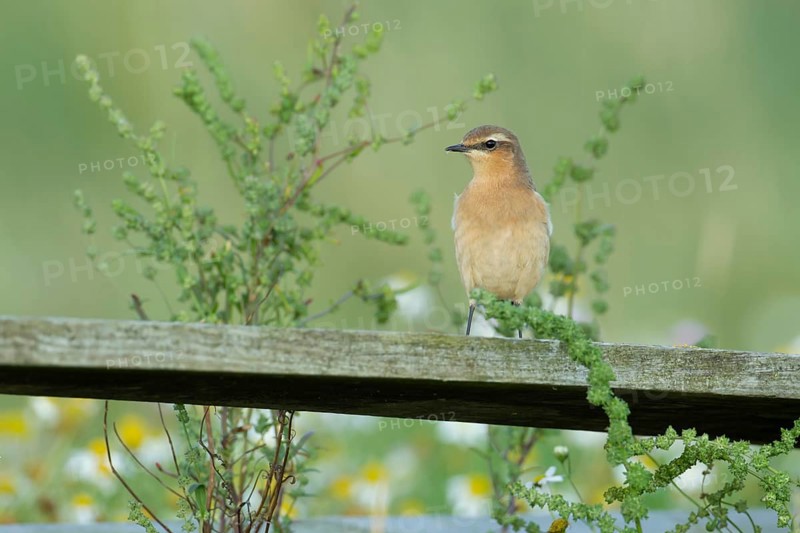Northern wheatear (Oenanthe oenanthe) adult bird perched on an old fence post, RSPB Havergate island nature reserve, Suffolk, England, United Kingdom