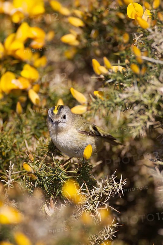 Goldcrest (Regulus regulus) adult bird in a flowering Gorse bush, Suffolk, England, United Kingdom