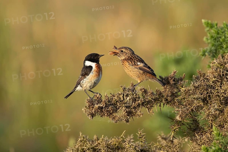 European stonechat (Saxicola rubicola) juvenile bird feeding on a moth being watched by a male bird in summer, Suffolk, England, United Kingdom
