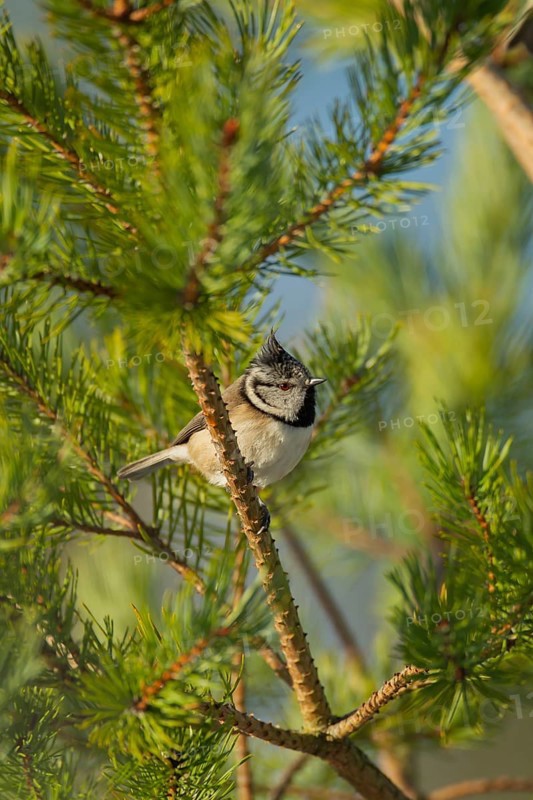 Crested tit (Lophophanes cristatus) adult bird on a Scots pine tree, Scotland, United Kingdom