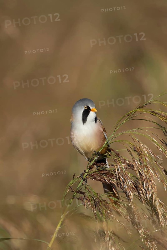 Bearded tit or reedling (Panurus biarmicus) adult male bird on a reed flower head, RSPB Strumpshaw fen nature reserve, Norfolk, England, United Kingdom