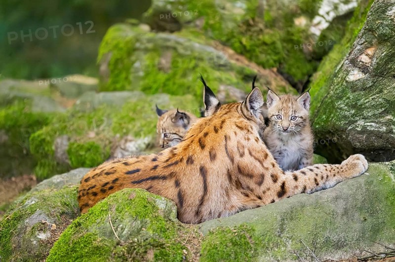 Eurasian lynx (Lynx lynx) mother with her youngsters (cubs) lying on a rock in a forest, Bavaria, Germany