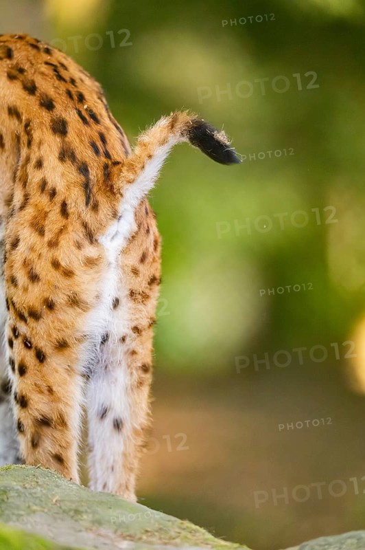 Eurasian lynx (Lynx lynx) standing in a forest, backside, tail, detail, Bavaria, Germany