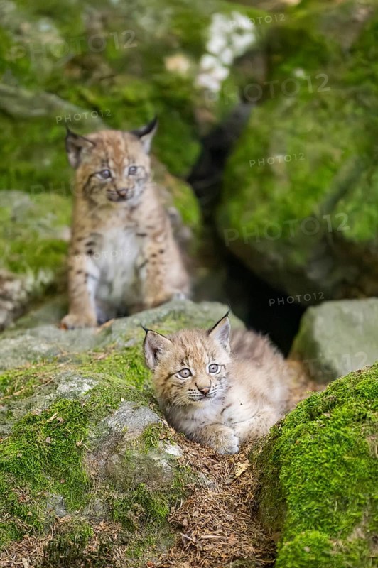 Eurasian lynx (Lynx lynx) youngsters (cubs) on a rock in a forest, Bavaria, Germany