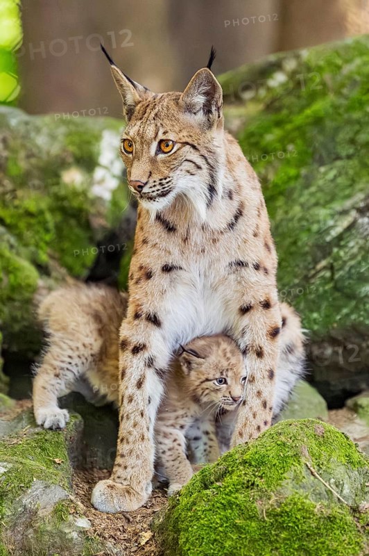 Eurasian lynx (Lynx lynx) mother with her youngsters (cubs) sitting on a rock in a forest, Bavaria, Germany