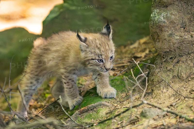 Eurasian lynx (Lynx lynx) youngster (cub) walking in a forest, Bavaria, Germany