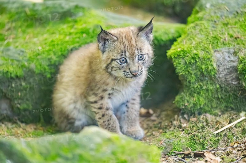 Eurasian lynx (Lynx lynx) youngster (cub) sitting on a rock in a forest, Bavaria, Germany