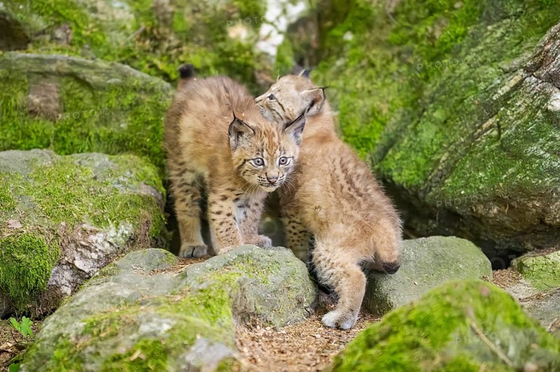 Eurasian lynx (Lynx lynx) youngsters (cubs) on a rock in a forest, Bavaria, Germany