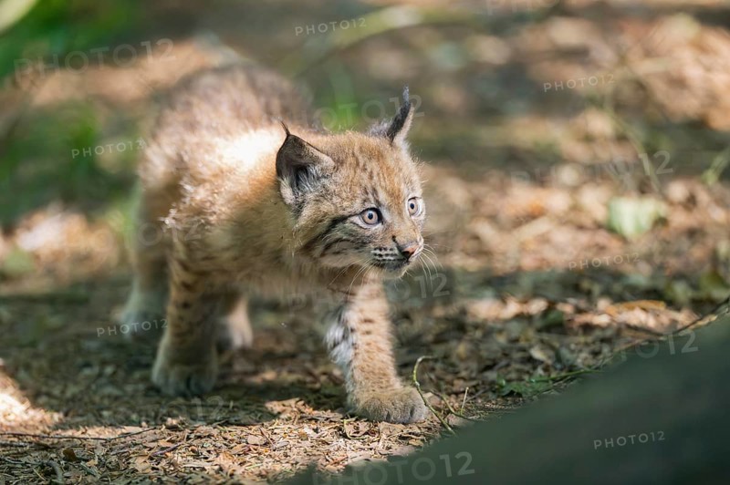 Eurasian lynx (Lynx lynx) youngster (cub) walkking in a forest, Bavaria, Germany