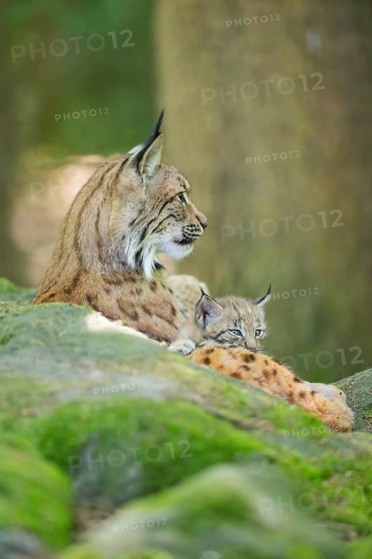 Eurasian lynx (Lynx lynx) mother with her youngster (cub) lying on a rock in a forest, Bavaria, Germany