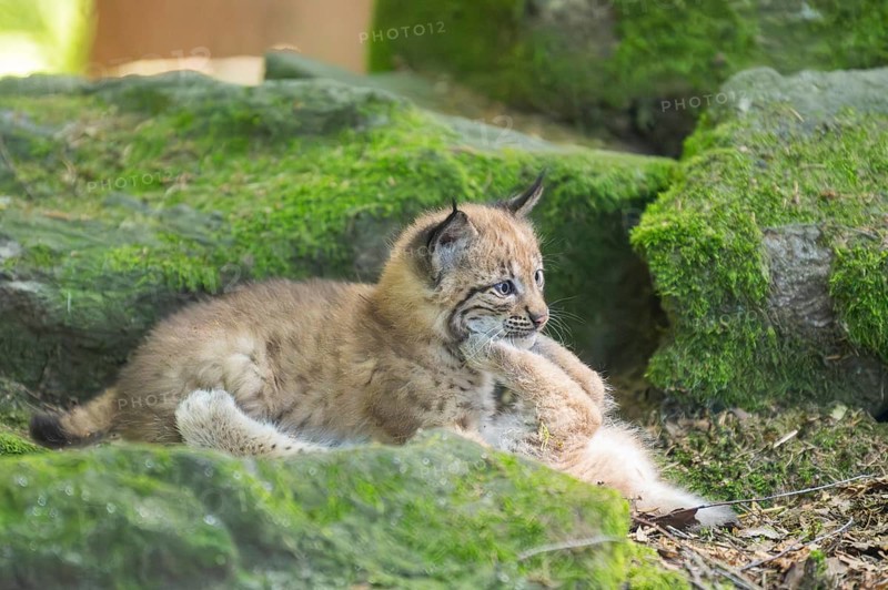 Eurasian lynx (Lynx lynx) youngsters (cubs) playing with each other in a forest, Bavaria, Germany