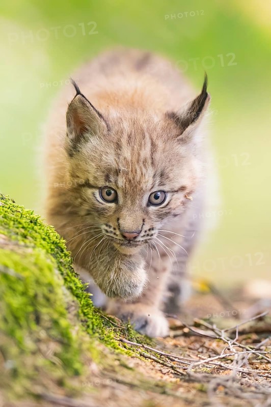 Eurasian lynx (Lynx lynx) youngster (cub) walking in a forest, Bavaria, Germany