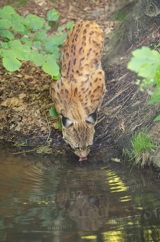 Eurasian lynx (Lynx lynx) youngster (cub) drinking water from a little pond in a forest, Bavaria, Germany
