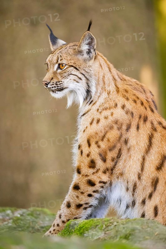 Eurasian lynx (Lynx lynx) sitting on a rock in a forest, Bavaria, Germany