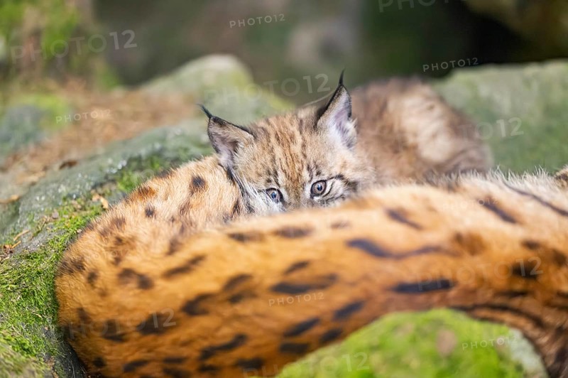 Eurasian lynx (Lynx lynx) youngster (cubs) behind the fur of its mother in a forest, Bavaria, Germany