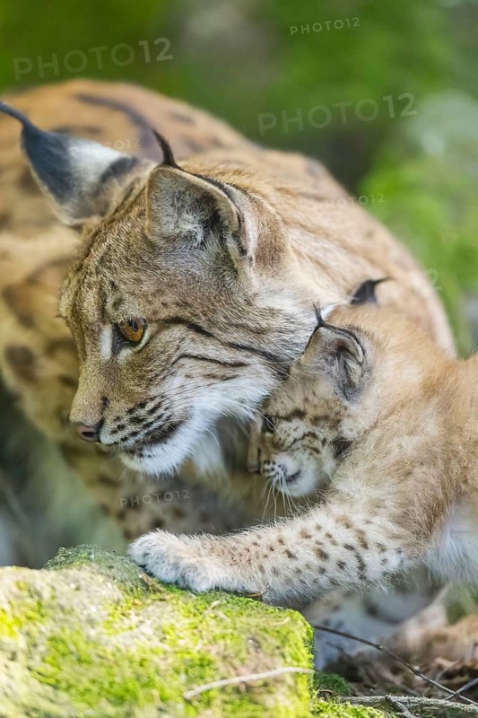 Eurasian lynx (Lynx lynx) mother with her youngsters (cubs) in a forest, portrait, Bavaria, Germany