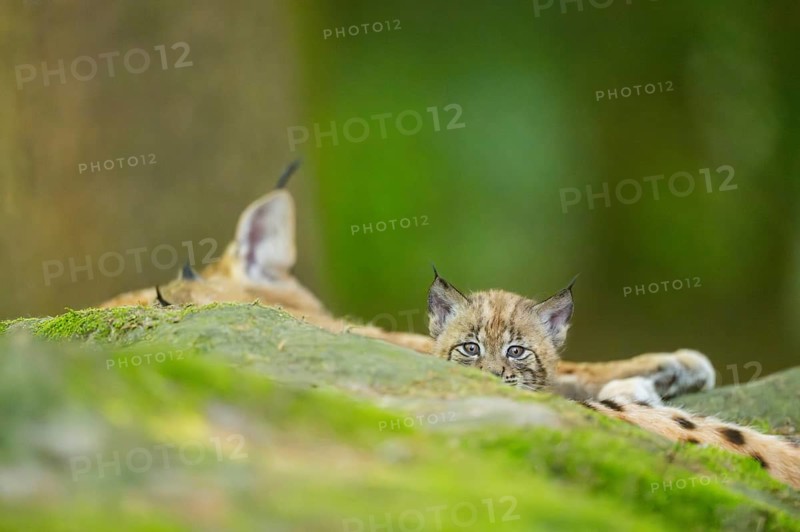Eurasian lynx (Lynx lynx) youngster (cub) on a rock in a forest, Bavaria, Germany