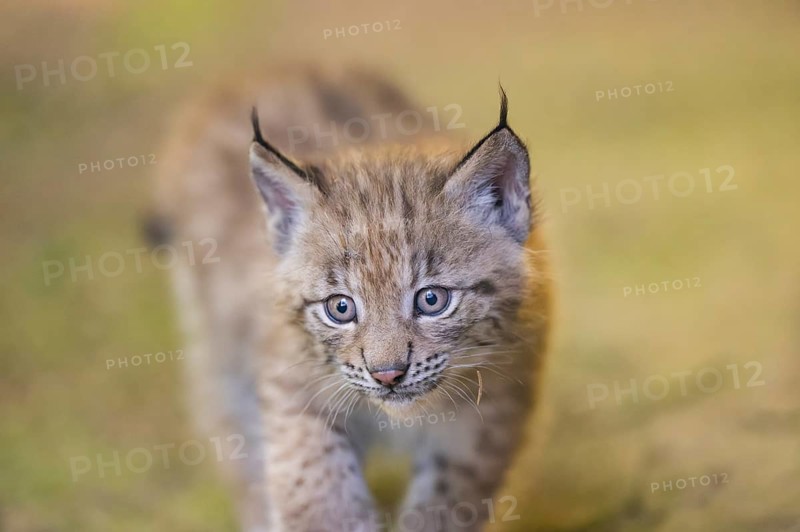 Eurasian lynx (Lynx lynx) youngster (cub) walking, portrait, Bavaria, Germany