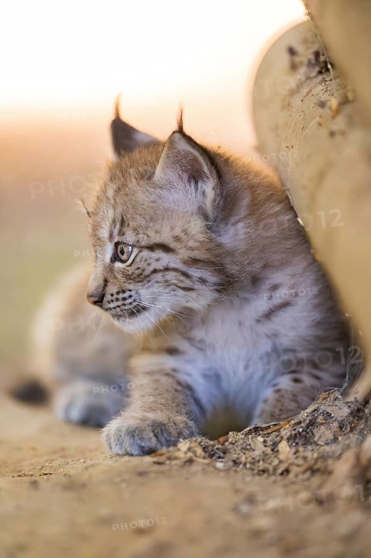 Eurasian lynx (Lynx lynx) youngster (cub) lying in a forest, Bavaria, Germany