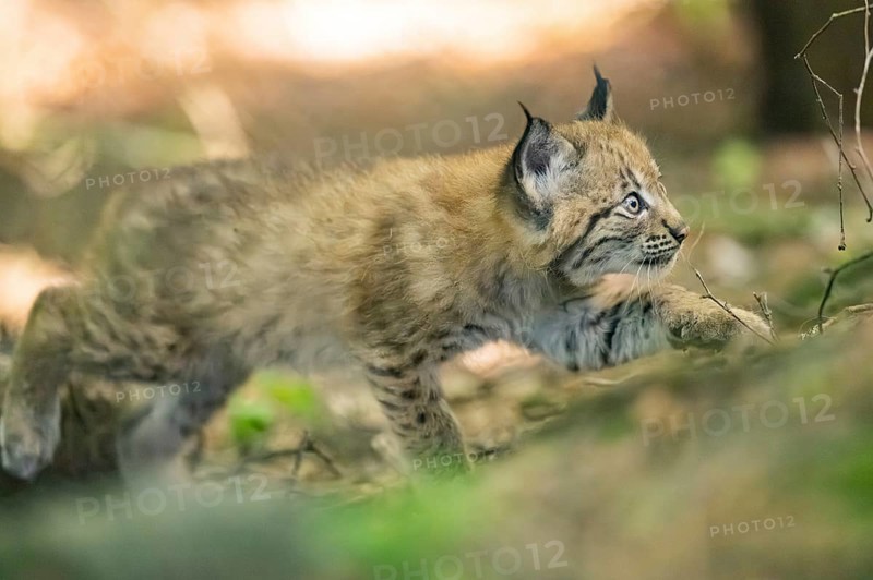 Eurasian lynx (Lynx lynx) youngster (cub) walkking in a forest, Bavaria, Germany