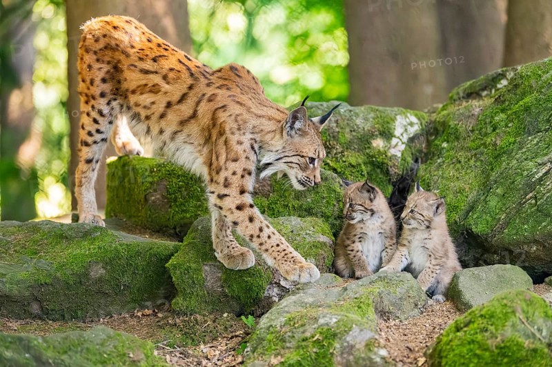 Eurasian lynx (Lynx lynx) mother with her youngsters (cubs) standing on a rock in a forest, Bavaria, Germany
