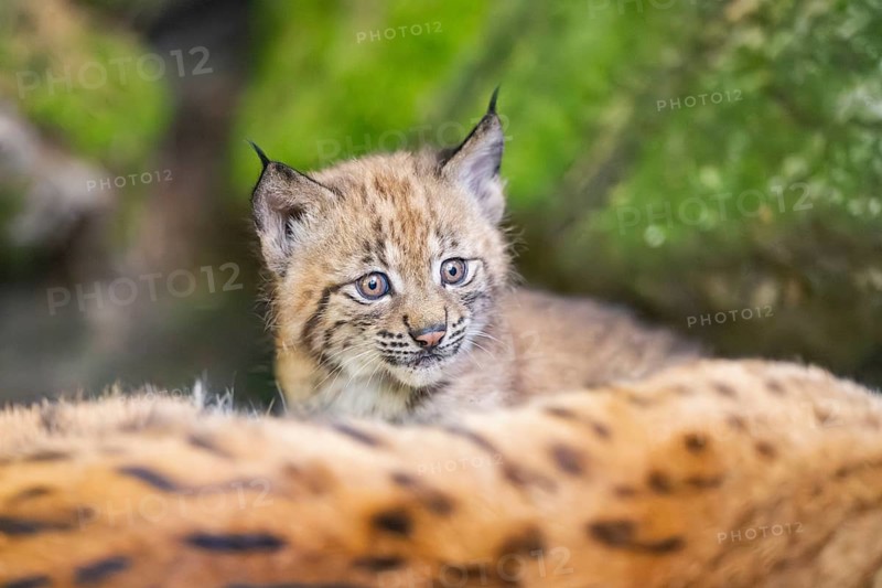 Eurasian lynx (Lynx lynx) youngster (cubs) behind the fur of its mother in a forest, Bavaria, Germany