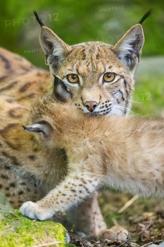 Eurasian lynx (Lynx lynx) mother with her youngsters (cubs) in a forest, portrait, Bavaria, Germany