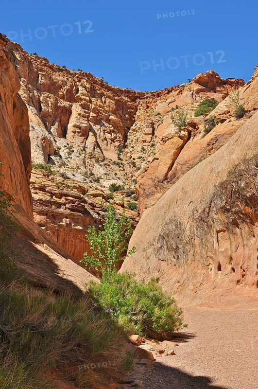 A trail snakes through a sunny canyon with red rocks and barren vegetation, Capitol Reef National Park, Utha, USA