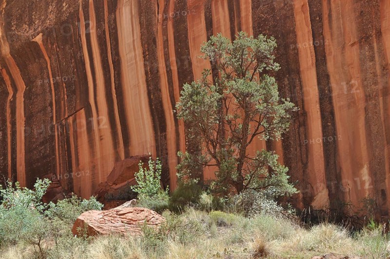 Single tree in front of a shady, black and red striped rock wall in the desert, Capitol Reef National Park, Utha, USA