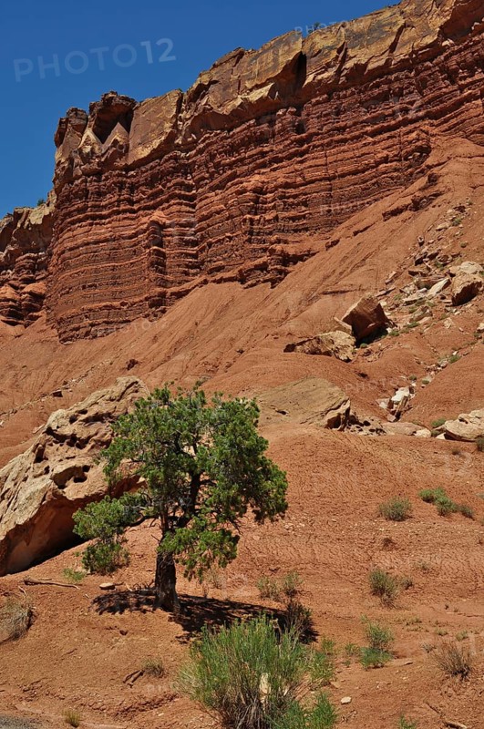 Single tree in front of dramatic, layered red rocks in desert-like landscape, Capitol Reef National Park, Utha, USA