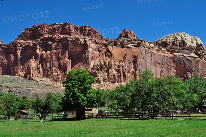 Red rock formations with green meadow and trees under clear blue sky, Fruita, Capitol Reef National Park, Utha, USA