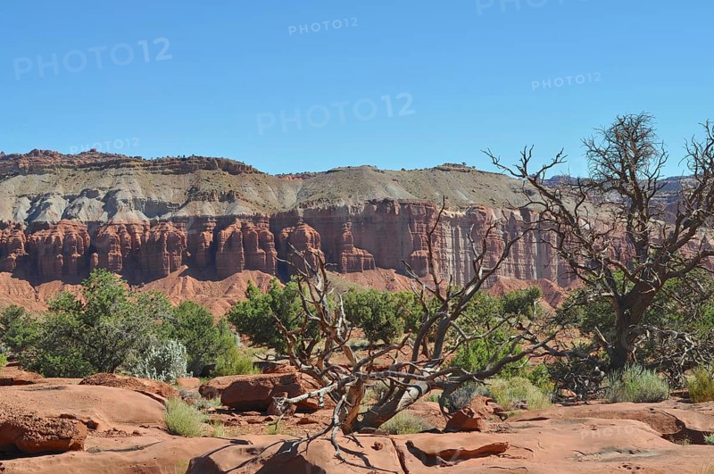 Red rock formation with sparse vegetation in a desert canyon, Capitol Reef National Park, Utha, USA