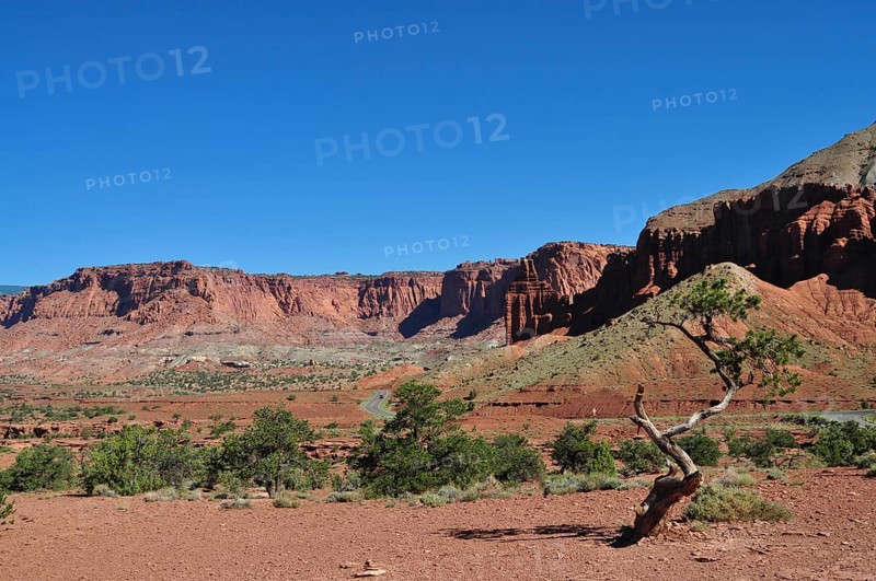 A lonely tree against red rocks and blue sky in a dry desert landscape, Capitol Reef National Park, Utha, USA
