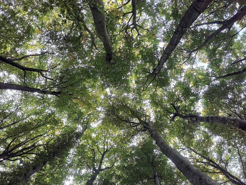View from below of green treetops intertwined over a quiet forest, Jasmund National Park, Rügen, Baltic Sea