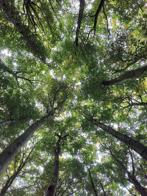 Sunlight falls through the thick, green treetops of a forest, view from below, Jasmund National Park, Rügen, Baltic Sea