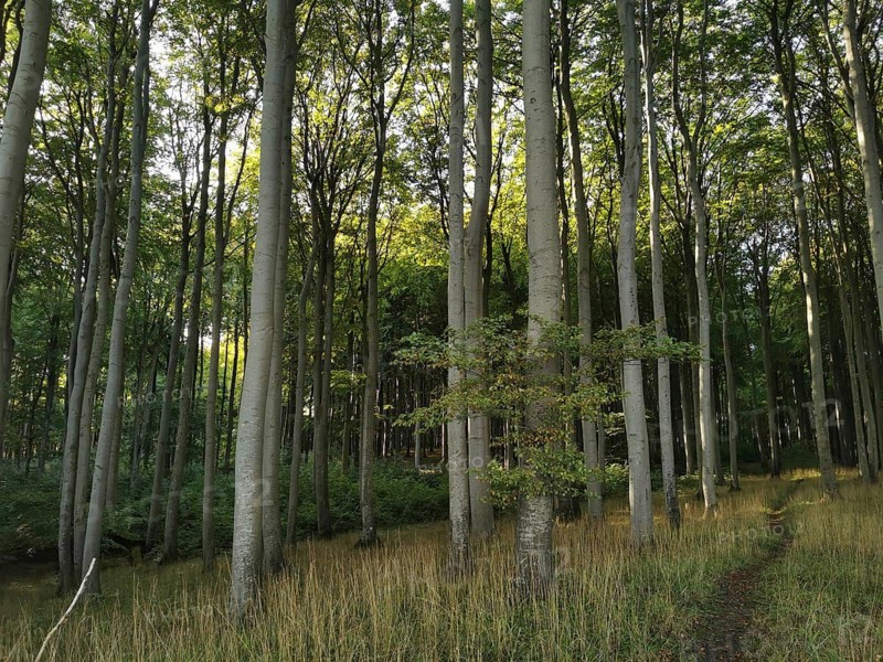 Tall trees in the forest with sunlight penetrating through the canopy, Jasmund National Park, Rügen, Baltic Sea