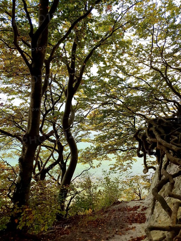 Trees on the edge of the forest with complex roots, light shade, Jasmund National Park, Rügen, Baltic Sea