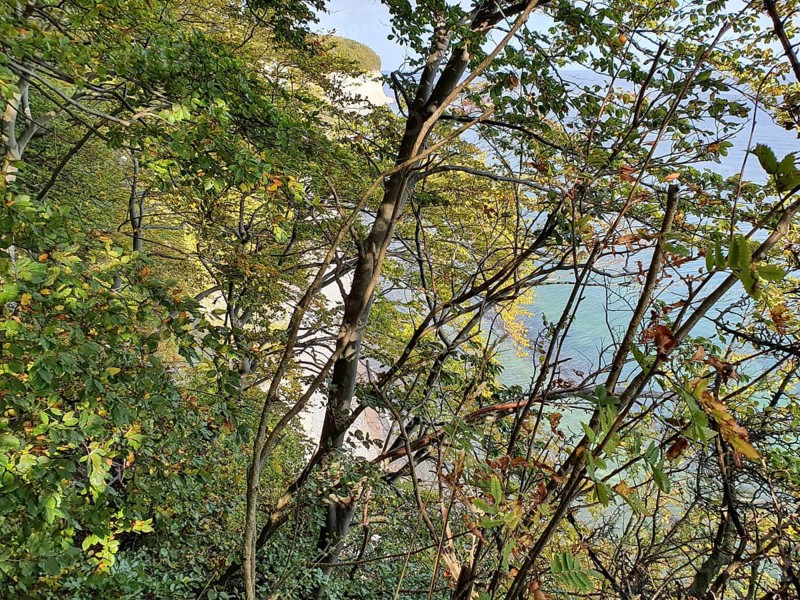 View of the coast through canopy, sea visible, cliffs visible, Jasmund National Park, Rügen, Baltic Sea