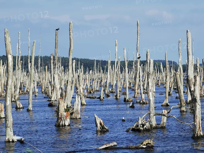 Dead tree stumps with 2 Comorants (Phalacrocoracidae) sticking out of a lake under a blue sky, Polish Baltic Sea