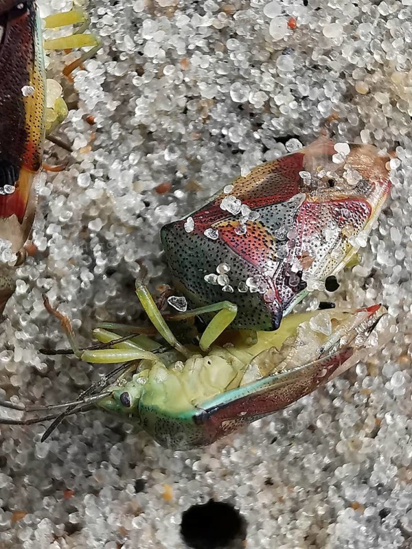 Two colourful shield bugs (elasmostethus interstinctus) in close-up on a stony ground with detailed patterns and textures, Vistula Spit, Baltic Sea, Poland