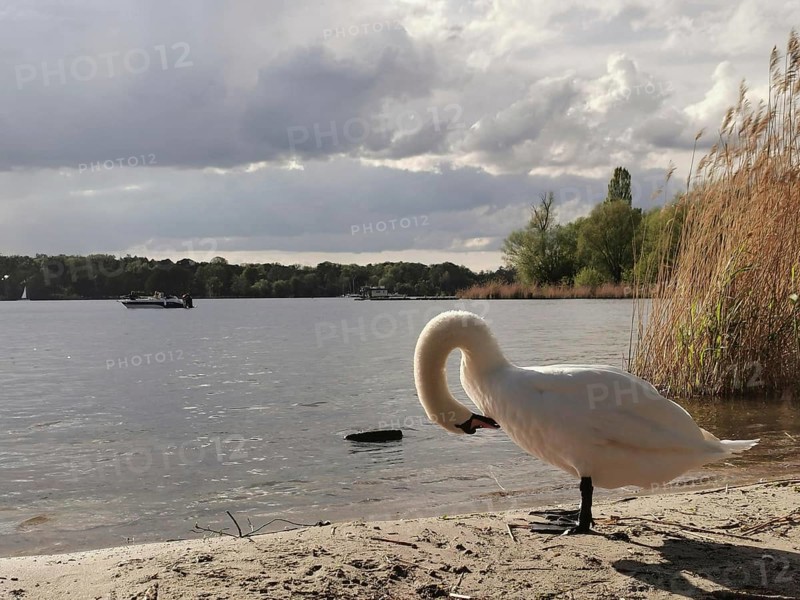 Swan (cygnus) on the shore of a lake under a cloudy sky, Tegeler See, Berlin