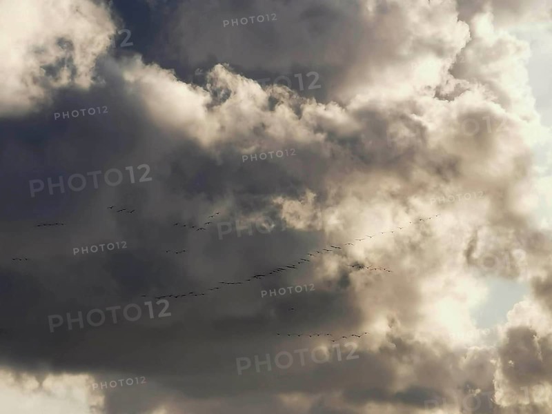 Dramatic sky with clouds and flying birds (aves), migratory birds against the light, Baltic Sea