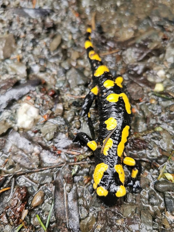 Fire salamander (salamandra salamandra) on wet, leaf-covered forest floor, Franconian Forest nature park Park